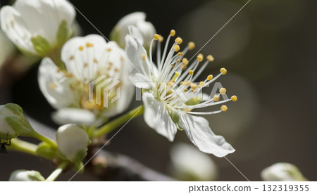 OOSHIMAZAKURA OOSHIMAZAKURA 132319355