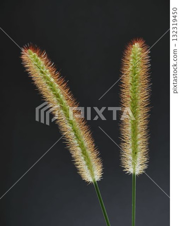 綠色狐尾草的特寫 132319450