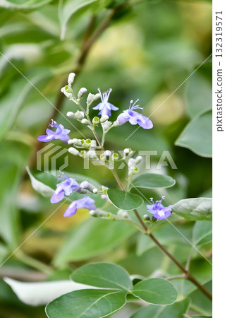 圓葉聖潔樹 圓葉聖潔樹 132319571