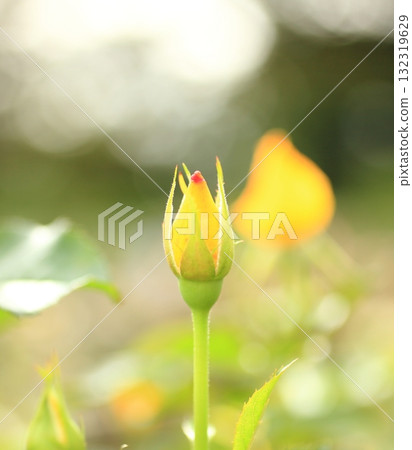 Bud of Roses Bud of Roses 132319629