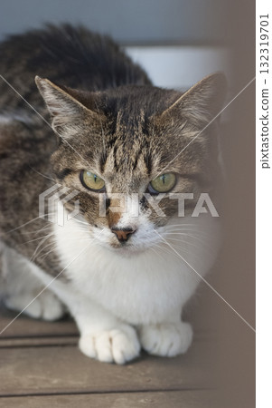 Stray cat Stray cat 132319701