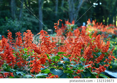 一串紅 一串紅 132319873