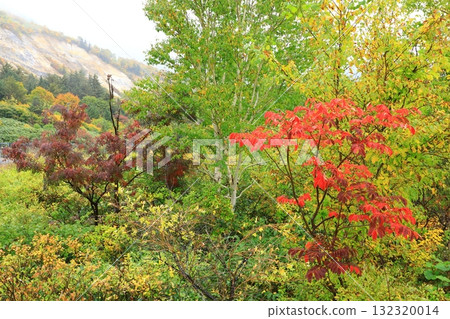 秋葉染成的八幡平阿斯皮特線 132320014