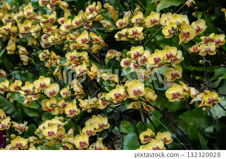 Beautiful Yellow Orchids flowers blooming. Dendrobium Orchids are know for their elegant and sometimes flamboyant flowers. 132320028