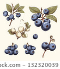 Vintage Blueberry Botanical Illustration Detailed Depiction for Culinary and Design Purposes 132320039