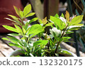 富士巴卡瑪的嫩葉 132320175