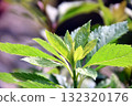 富士巴卡瑪的嫩葉 132320176