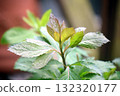 富士巴卡瑪的嫩葉 132320177