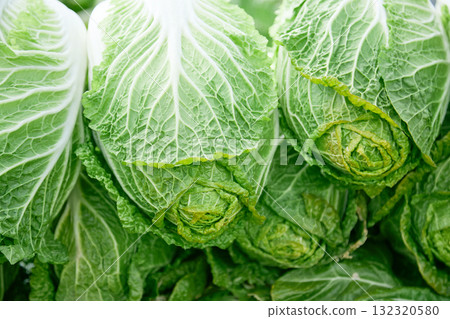Cabbage Harvest Cabbage Harvest 132320580