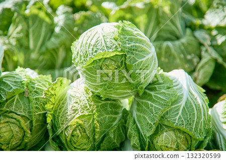 白菜收穫 白菜收穫 132320599
