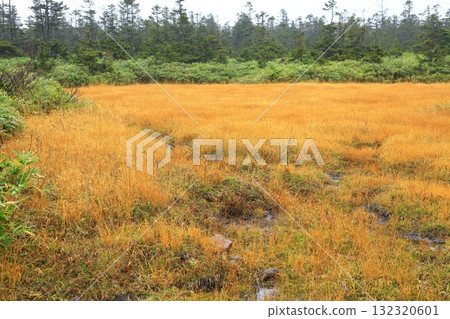 Hachimantai: Kuroyachi Marshland dyed in autumn leaves 132320601