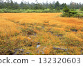 Hachimantai: Kuroyachi Marshland dyed in autumn leaves 132320603