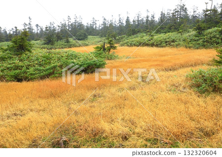 Hachimantai: Kuroyachi Marshland dyed in autumn leaves Hachimantai: Kuroyachi Marshland dyed in autumn leaves 132320604