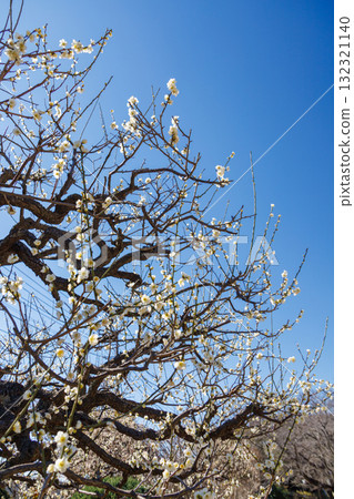 Plum blossoms starting to bloom 132321140