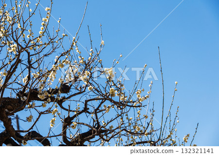White plum shining in the blue sky 132321141