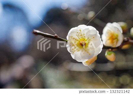 white plum blossom 132321142