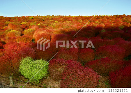 浪漫的茨城（在這片廣闊的藜蘆丘上找到一顆心，說不定好運就會降臨呢？）日立海濱公園 132321351