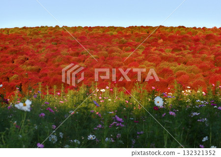 Romantic Ibaraki (A hill full of fluffy creatures rushes in.) Kochia at Miharashi Hill in Hitachi Seaside Park Romantic Ibaraki (A hill full of fluffy creatures rushes in.) Kochia at Miharashi Hill in Hitachi Seaside Park 132321352