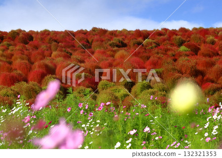 Romantic Ibaraki (As the autumn weather gets colder, the hills are covered with red kochia down mufflers.) Hitachi Seaside Park Romantic Ibaraki (As the autumn weather gets colder, the hills are covered with red kochia down mufflers.) Hitachi Seaside Park 132321353