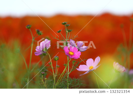 浪漫的茨城（秋季，大波斯菊在深紅色的藜蘆花的襯托下格外引人注目。）常陸那珂市常陸海濱公園 132321354