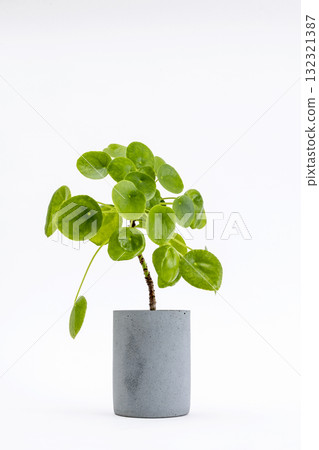 Pilea peperomioides_01 Pilea peperomioides_01 132321387