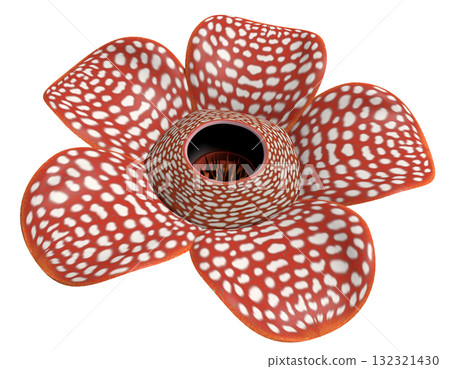 大王 大王 132321430