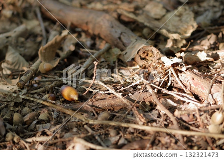 An acorn lying on a rotten tree in a grove 132321473