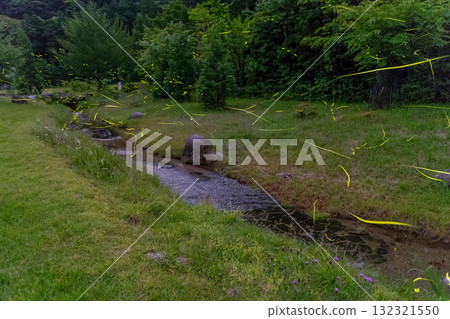 Fireflies dancing in the Yakushima Alps (Spring) 132321550