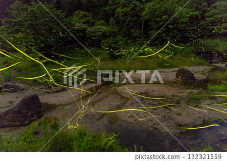 Fireflies dancing in the Yakushima Alps (Spring) 132321559