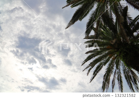 多雲的天空,陽光,棕櫚樹 多雲的天空,陽光,棕櫚樹 132321582