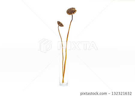 乾蓮花_01 乾蓮花_01 132321632