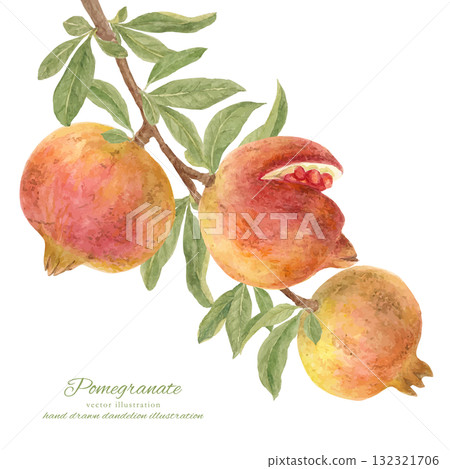 石榴果實和葉子的水彩插圖 132321706