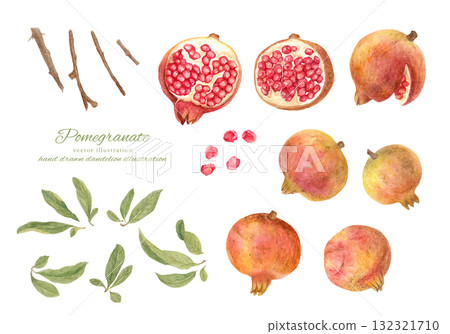石榴果實和樹枝的水彩插圖集 132321710