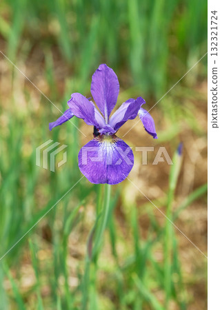 鳶尾花 鳶尾花 132321724