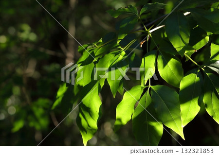 Bright yellow-green leaves in the sunlight filtering through the forest Bright yellow-green leaves in the sunlight filtering through the forest 132321853