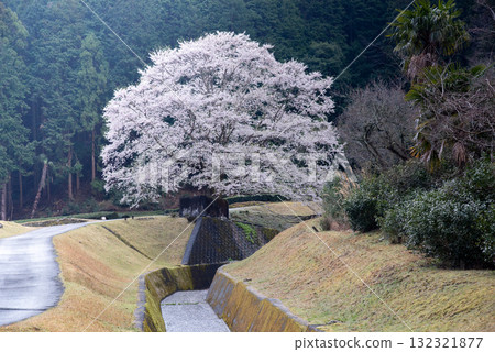三重縣津市三杉市竹原市薄住櫻花公園 132321877