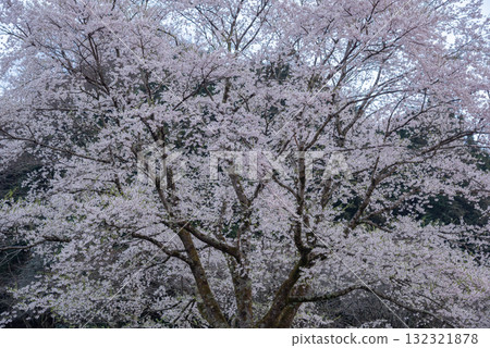 三重縣津市三杉市竹原市薄住櫻花公園 132321878