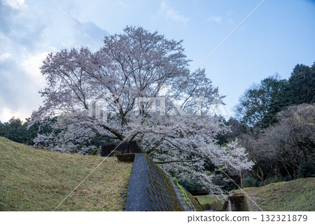 三重縣津市三杉市竹原市薄住櫻花公園 132321879