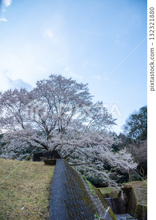 三重縣津市三杉市竹原市薄住櫻花公園 132321880