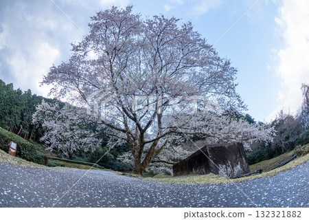 三重縣津市三杉市竹原市薄住櫻花公園 132321882