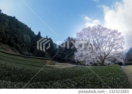 三重縣津市三杉市竹原市薄住櫻花公園 132321883
