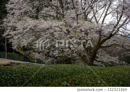 三重縣津市三杉市竹原市薄住櫻花公園 132321884