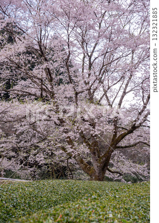 三重縣津市三杉市竹原市薄住櫻花公園 三重縣津市三杉市竹原市薄住櫻花公園 132321885