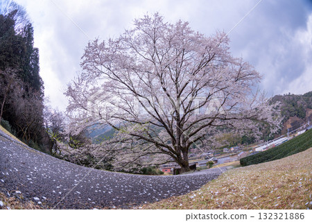 三重縣津市三杉市竹原市薄住櫻花公園 132321886
