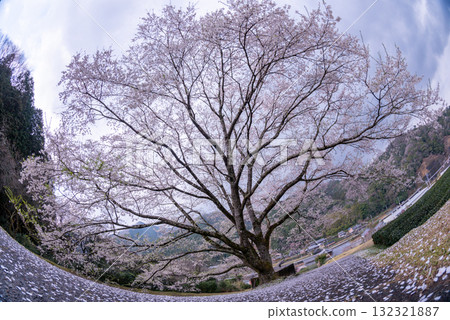 三重縣津市三杉市竹原市薄住櫻花公園 132321887