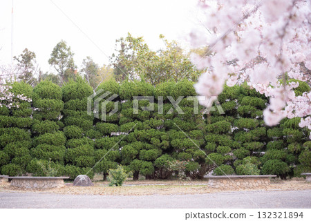一排排櫻花樹的學校建築圖片 一排排櫻花樹的學校建築圖片 132321894