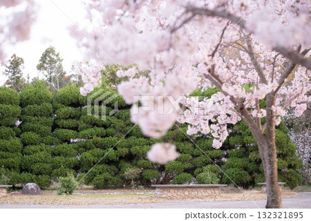 一排排櫻花樹的學校建築圖片 一排排櫻花樹的學校建築圖片 132321895