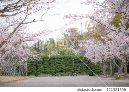 一排排櫻花樹的學校建築圖片 132321896