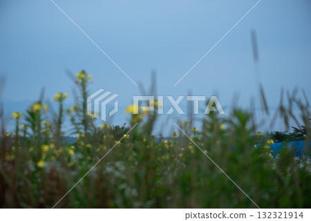 Image of flowers blooming in the autumn field Image of flowers blooming in the autumn field 132321914
