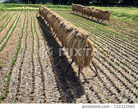 Autumn harvest rice racking Autumn harvest rice racking 132322083